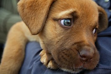 dog fire ant bites treatment