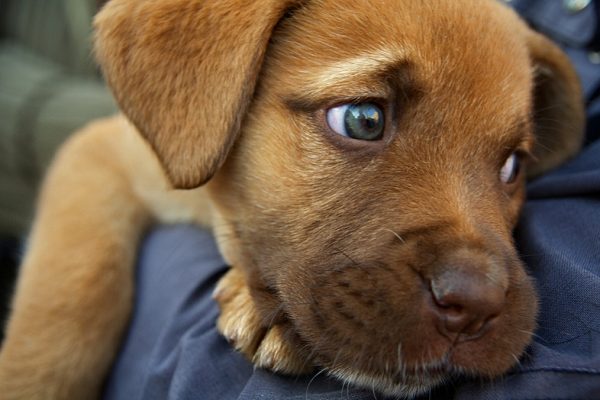 dog fire ant bites treatment