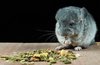 chinchilla Loose Feed Mixture