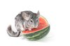 chinchilla and watermelon