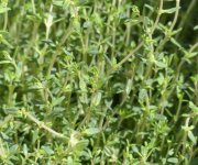 Thyme