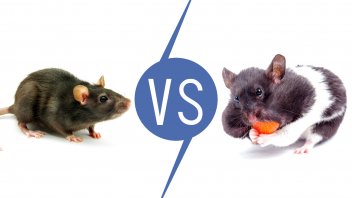 are hamsters and rats the same