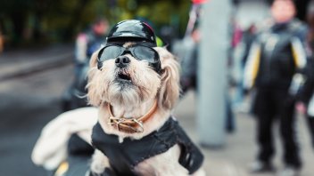 dog holder for motorcycle