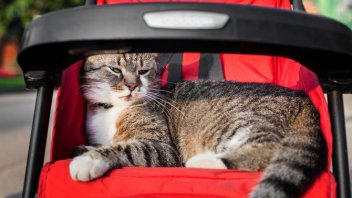 cat stroller for two cats