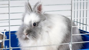 best bunny cage
