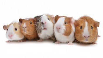 types of guinea pigs