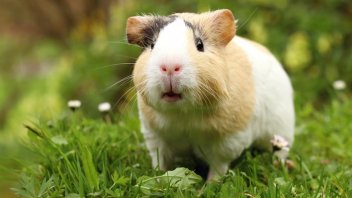 guinea pigs making noise