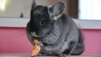 Chinchilla Lifespan Pet Comments