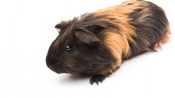 why do guinea pigs bite each other