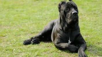 dark brindle cane corso