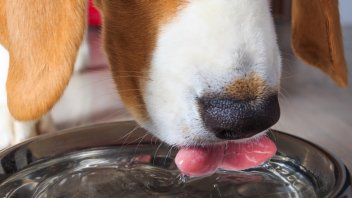 Best Dog Water Dispenser Pet Comments