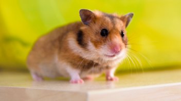 Teddy Bear Syrian Hamster As Pet Pet Comments