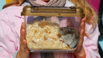 ideal hamster cage