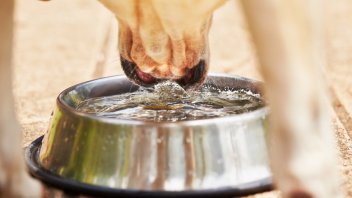 heated water bowls