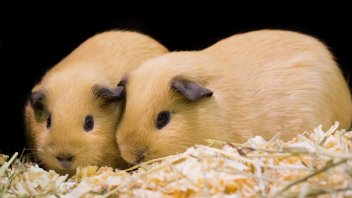 the best bedding for guinea pigs