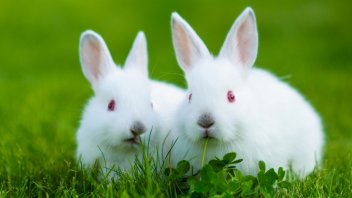 alfalfa hay for baby rabbits