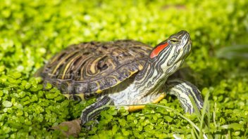 red eared slider health