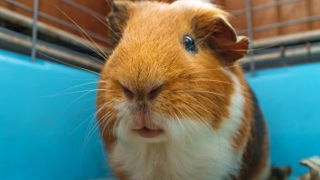 guinea pig travel carrier