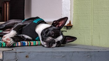 bulldog cooling pad