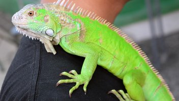 Iguana As A Pet Pros And Cons Pet Comments
