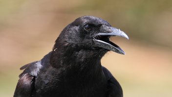 Crow As A Pet You Ll Need A Permit A Lot Of Know How