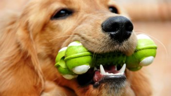 best dog dental chew toys