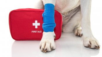akc pet first aid kit