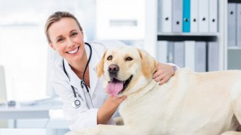 How Long Does It Take To Become A Veterinarian Pet Comments