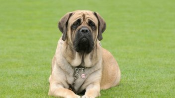 english mastiff intelligence