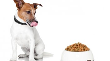 high protein low grain dog food