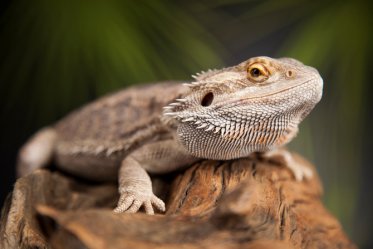 Bearded Dragon Habitat