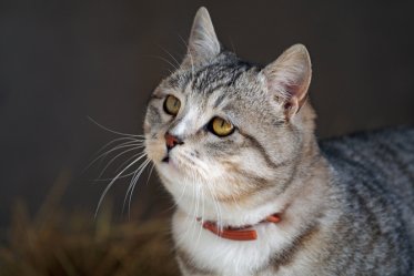 How to Prevent Fleas And Ticks On Cats
