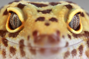 Leopard Gecko as a Pets