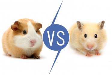 Guinea Pigs vs Hamsters