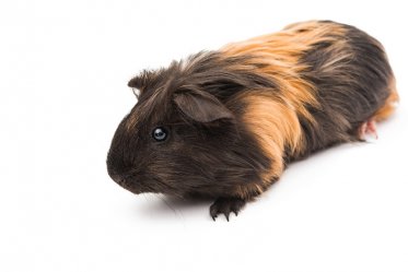 All About Guinea Pig Bites