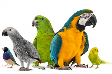 Best Parrot Pet Species