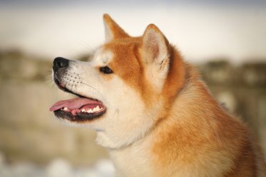 Akita Dog Facts
