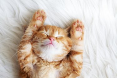 How Much Does It Cost To Declaw A Cat?