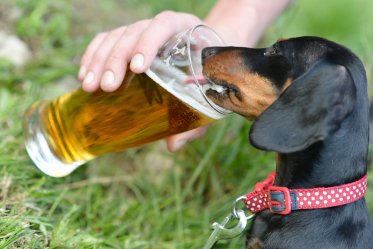 Alcohol and Dogs