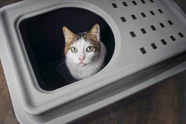Top-Entry Litter Boxes