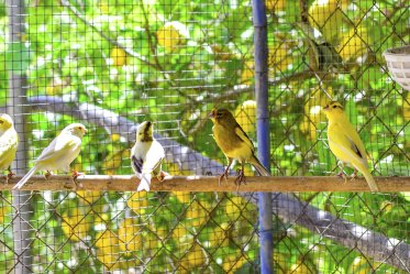 Walk-in Bird Aviary Cage