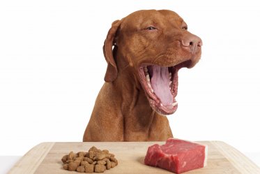 Raw Diets For Dogs