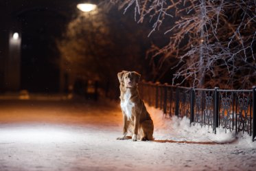 Walking With Your Dog at Night