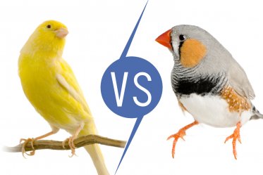 Finch vs. Canary