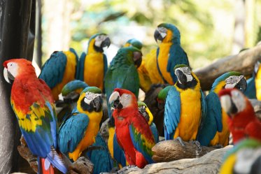 Macaw Species