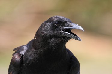 Crow As a Pet