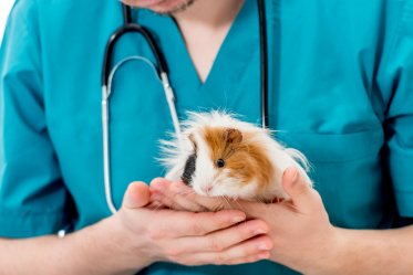 Most Common Guinea Pig Health Problems