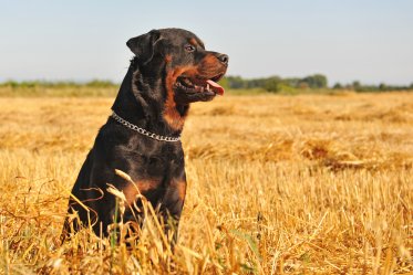 Rottweilers Facts