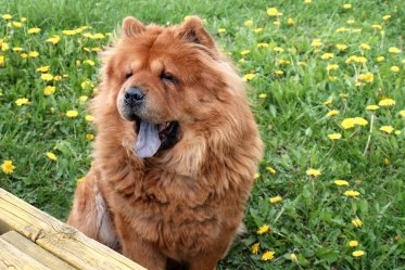Chow Chow Facts