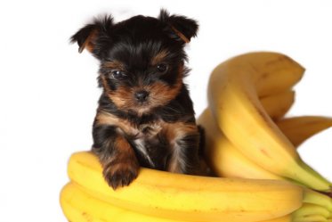 Can Dogs Eat Bananas? If Yes, What’s The Limit?